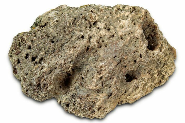 Dinosaur (Triceratops) Frill Shield Section - Montana #348017